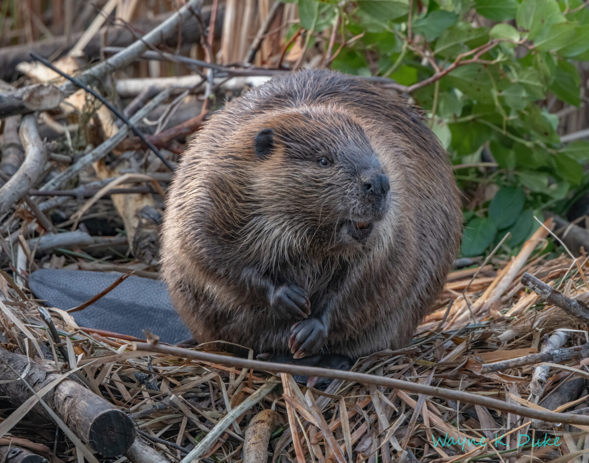 Animal Facts Beaver Canadian Geographic