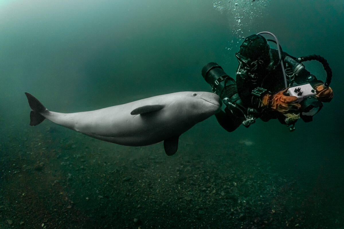 Beluga whale visual data 3