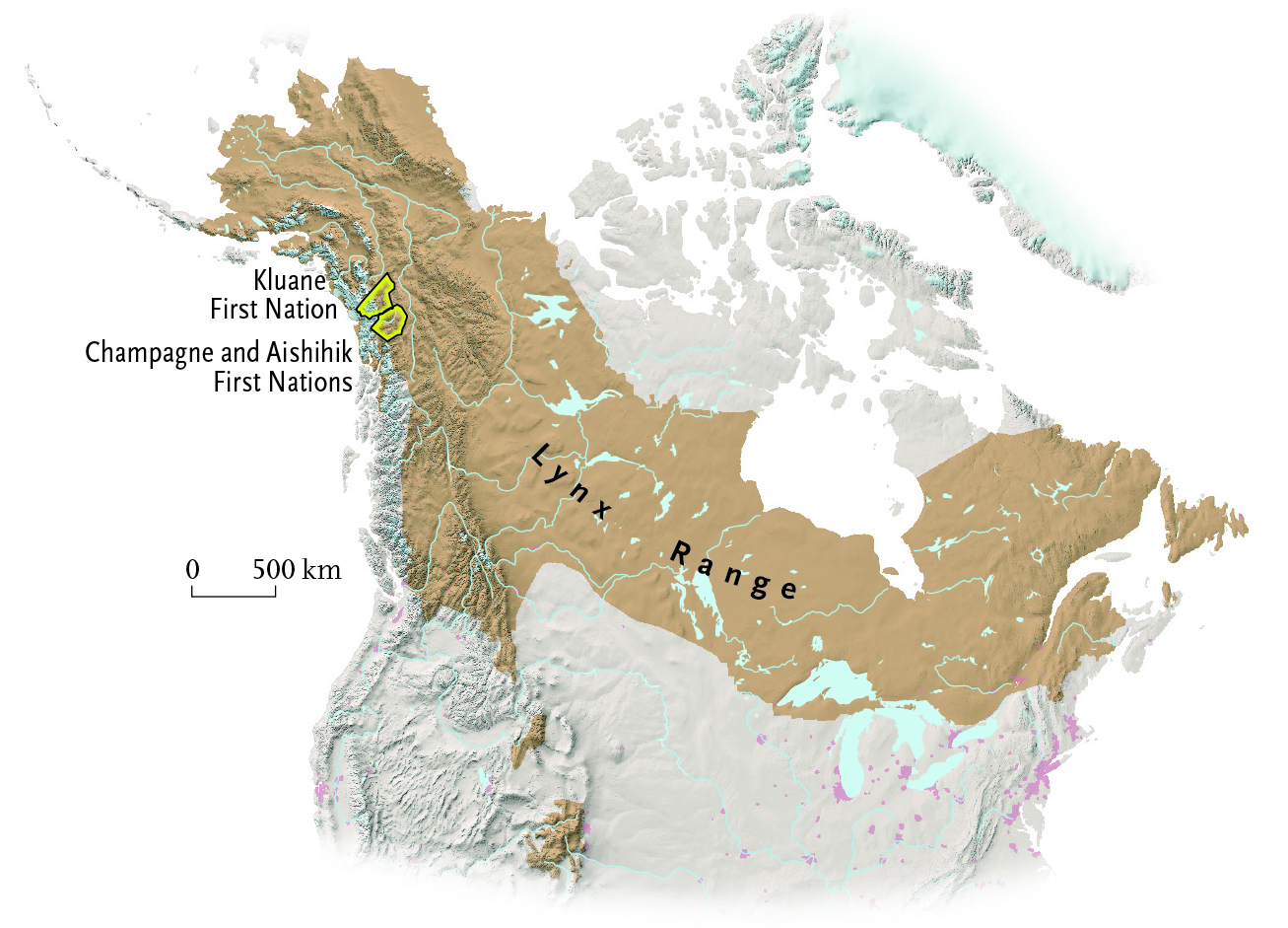 Into the wintry kingdom of the Canada lynx Canadian Geographic