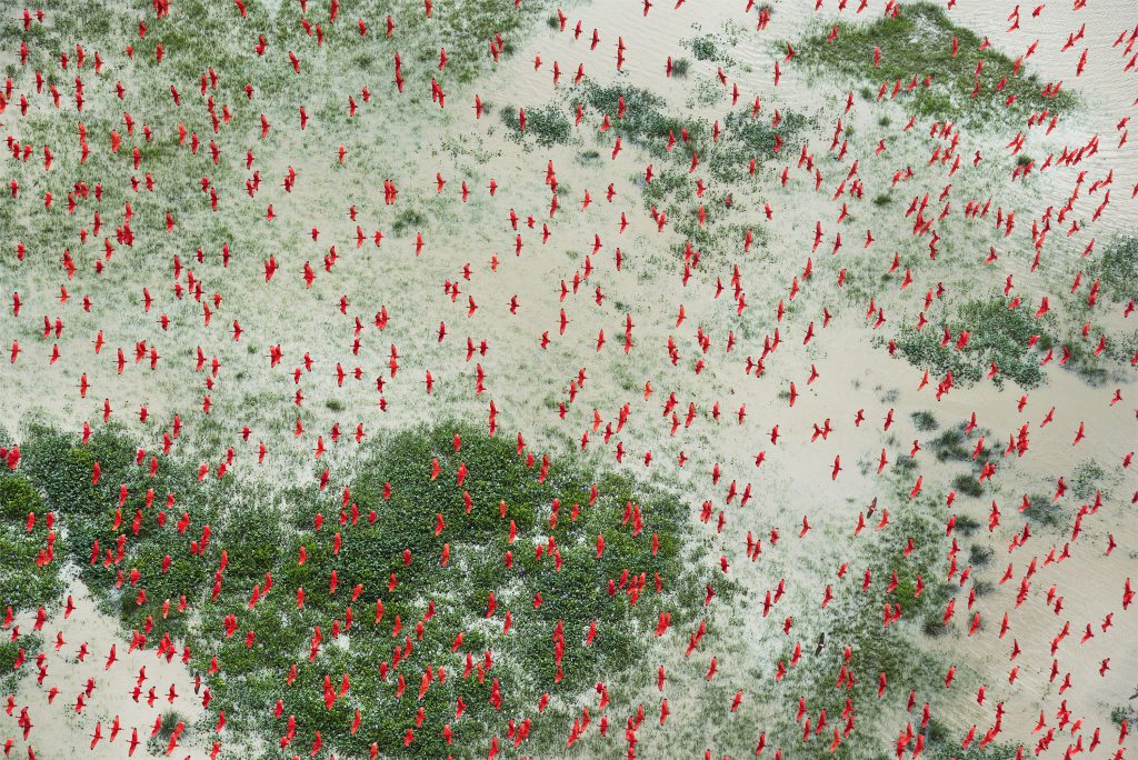 Scarlet ibises fly above flooded lowlands, near Bom Amigo, Amapá, Brazilian Amazon.