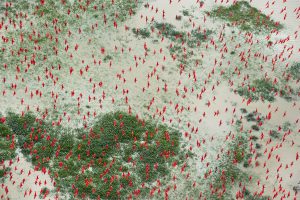 Scarlet ibises fly above flooded lowlands, near Bom Amigo, Amapá, Brazilian Amazon.