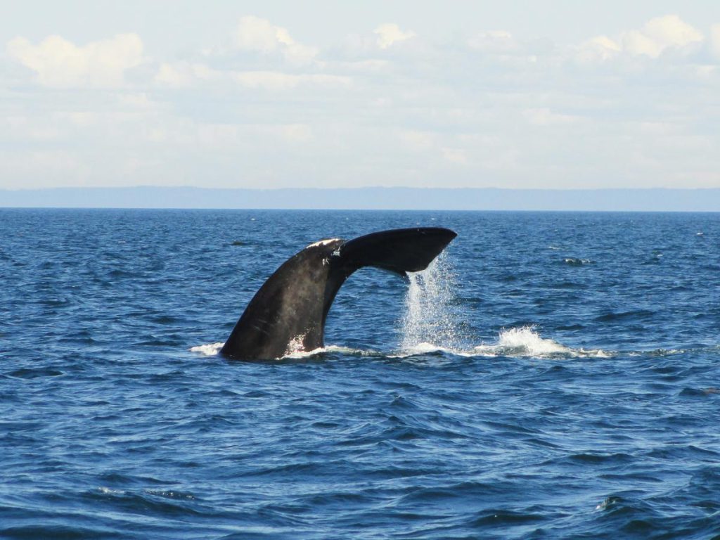 north atlantic right whale gulf of st. lawrence