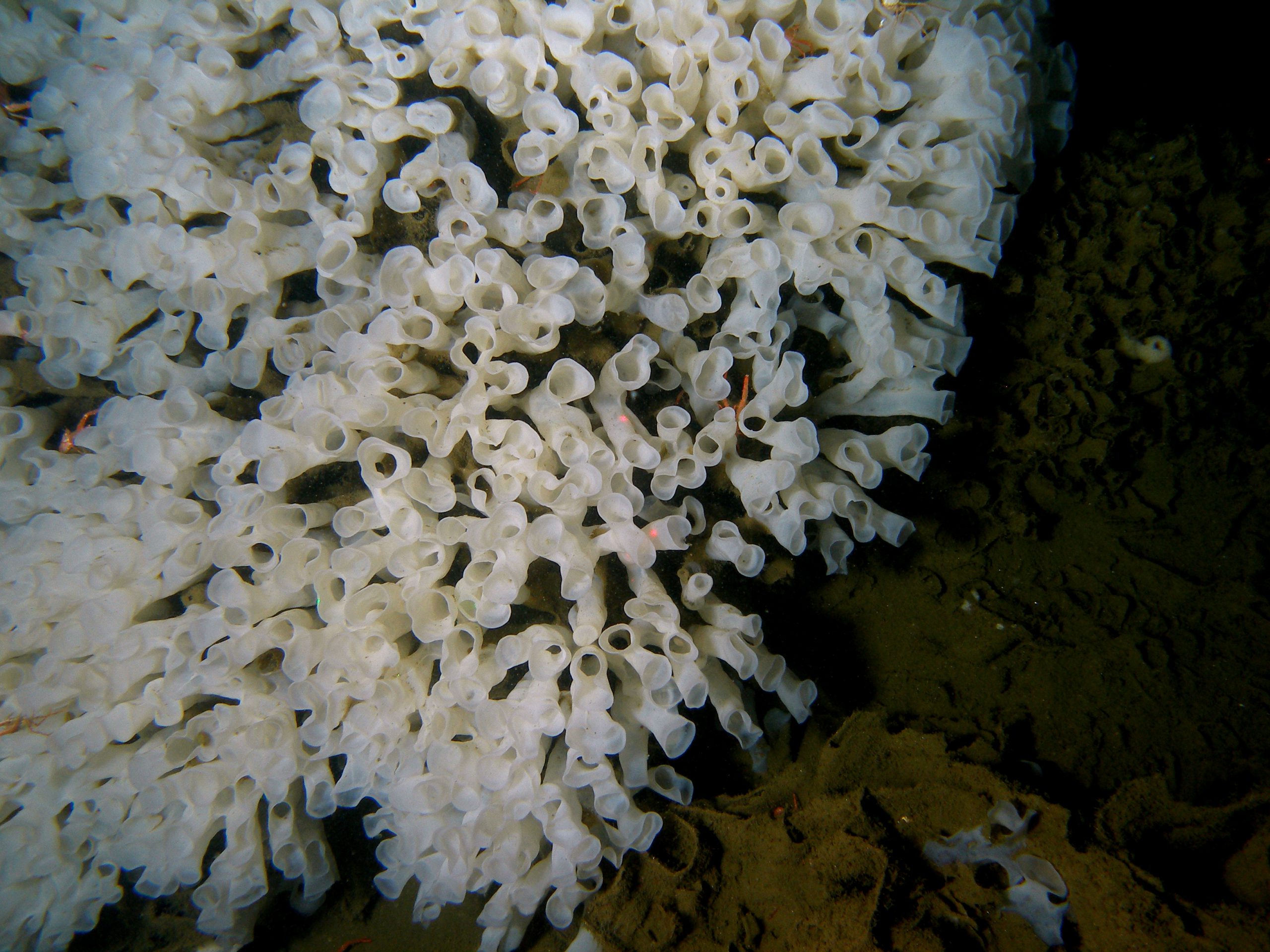 Watch LIVE Researchers explore rare B.C. sea glass sponges Canadian