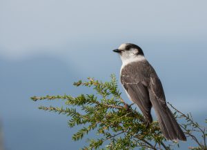 A gray jay in Western Canada's mountain forests