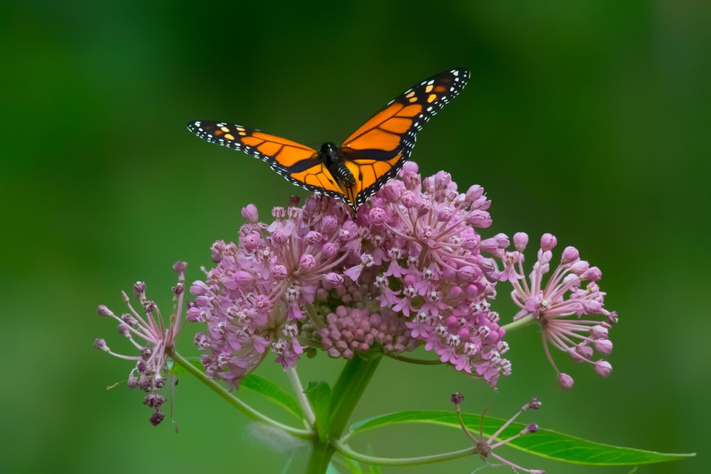 Monarch butterfly on swamp milkweed