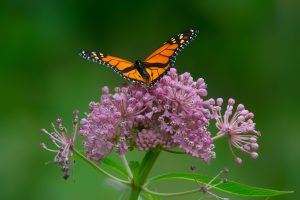 Monarch butterfly on swamp milkweed
