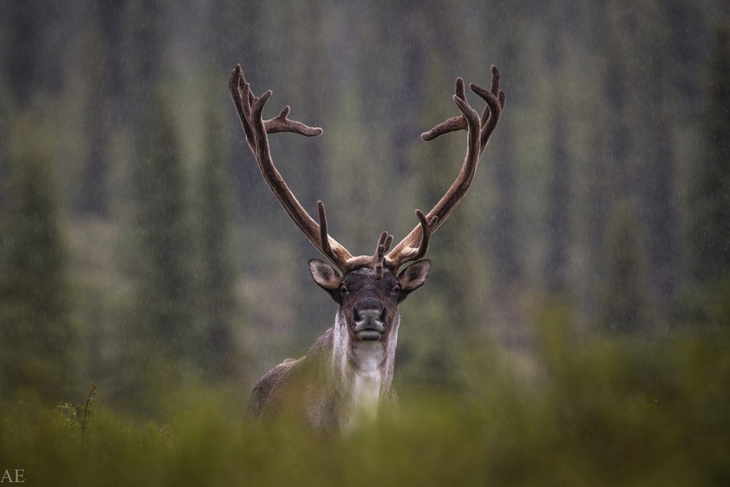 Caribou, like this one in the Northwest Territories, are increasingly threatened across the country. (Photo: Alex Elliott/Can Geo Photo Club)