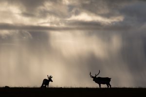 Two caribou silhouetted against a dark, rainy landscape