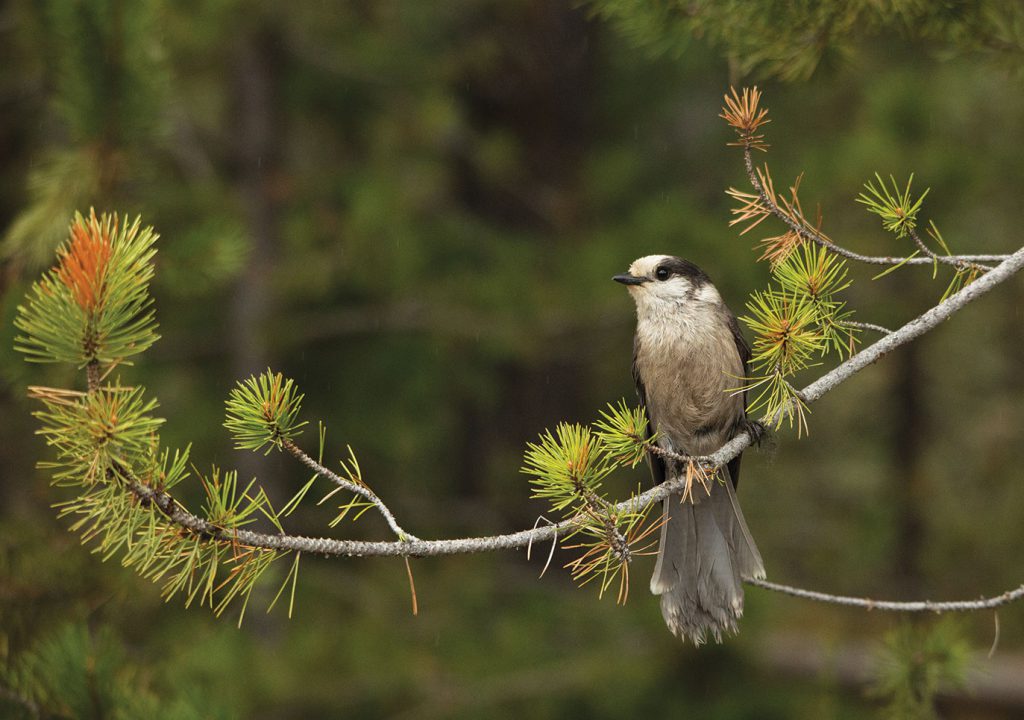 Canada jay on a branch