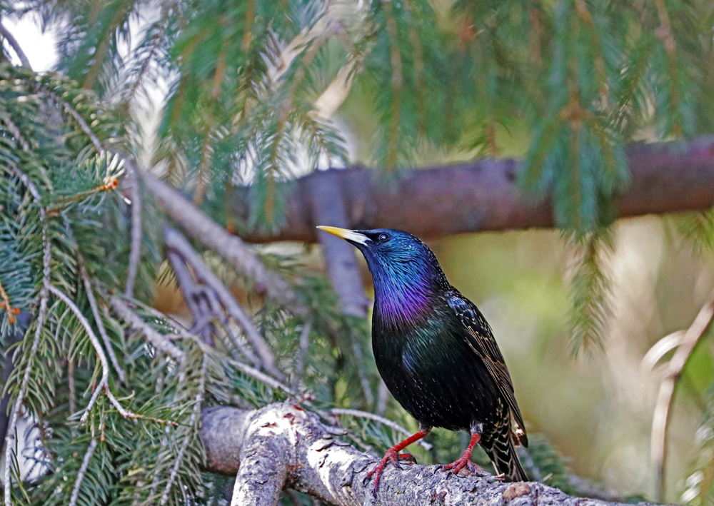 A European starling with iridescent feathers perched in a pine tree