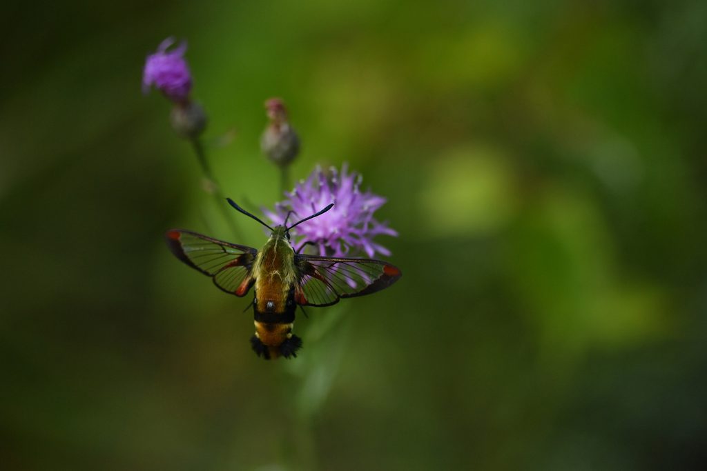 A colourful bee moth on a purple flower