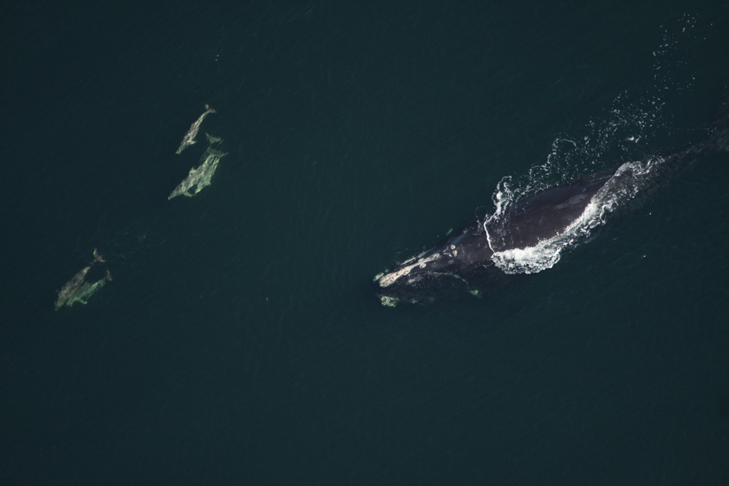 A North Atlantic right whale swims alongside a trio of bottlenose dolphins.