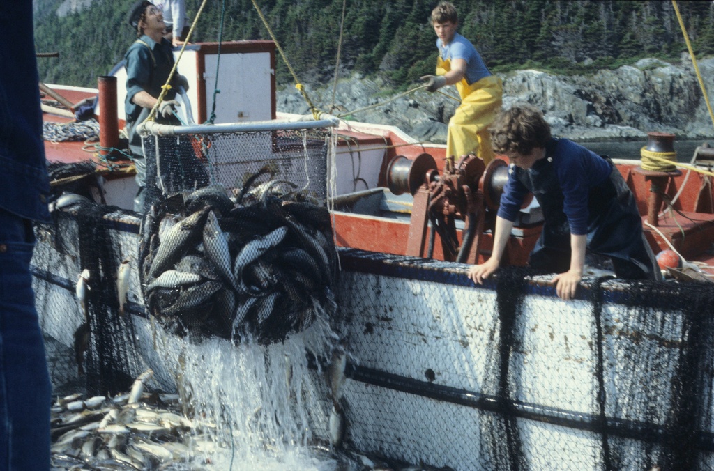 Fishermen hauling up cod in a net