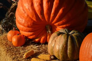Use ontario pumpkins to make the perfect pumpkin cheesecake (recipe below)