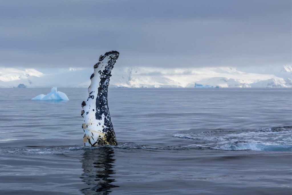 Ten years after the release of her seminal book Sea Sick, Alanna Mitchell again plumbs the depths of the latest research on the health of the world’s oceans — and comes up gasping