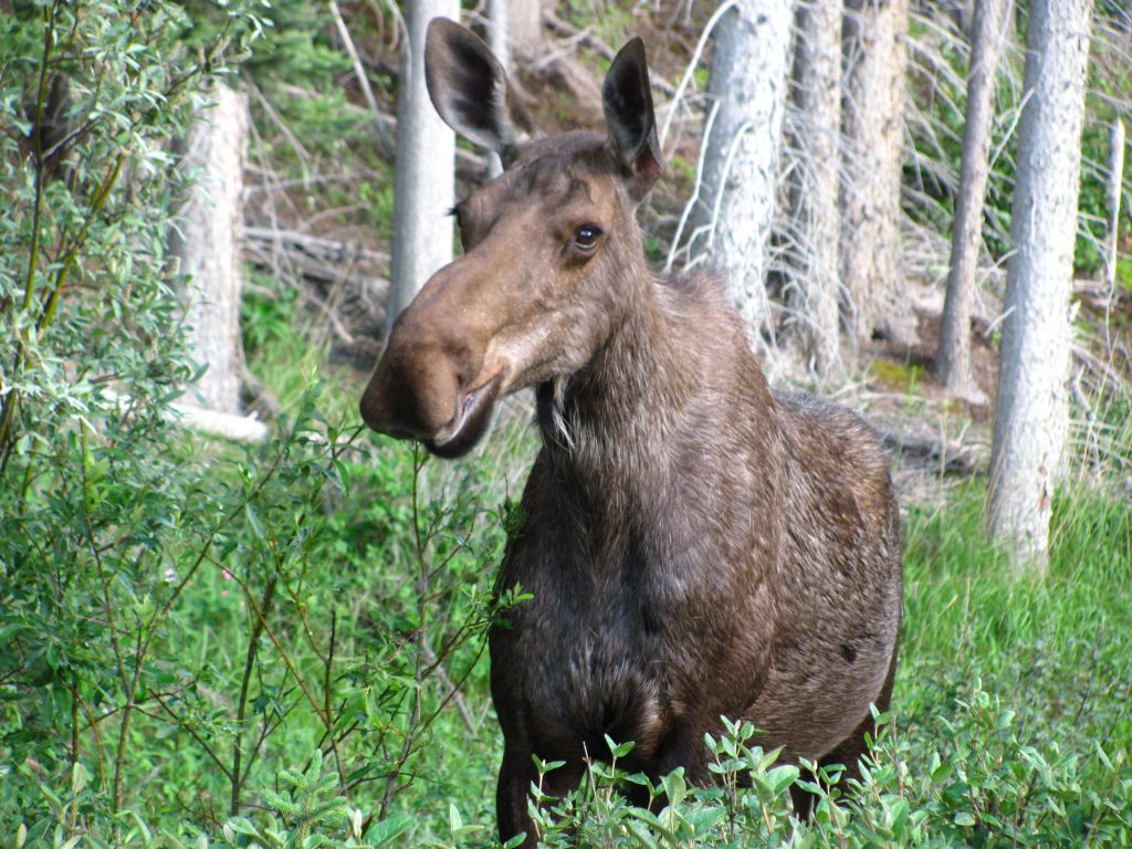 moose alberta population app