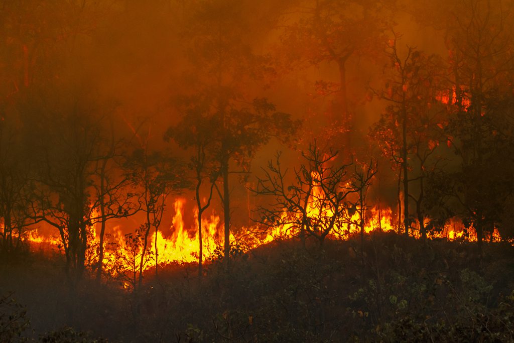 Amazon Rainforest Fire