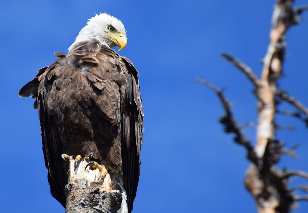 Bald eagle, nest, environment, science, scientist, Besnard Lake, Saskatchewan, Jon Gerrard, Elston Dzus
