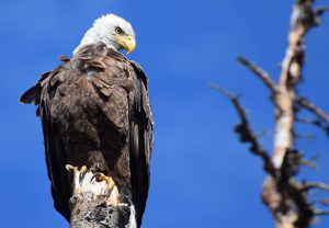 Bald eagle, nest, environment, science, scientist, Besnard Lake, Saskatchewan, Jon Gerrard, Elston Dzus