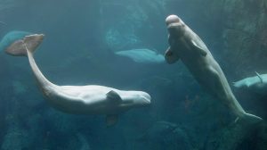 captive belugas