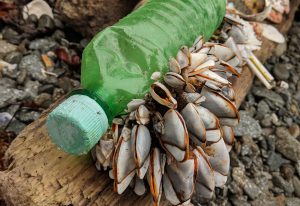 Barnacles cling to a plastic bottle washed up on a beach in Haida Gwaii