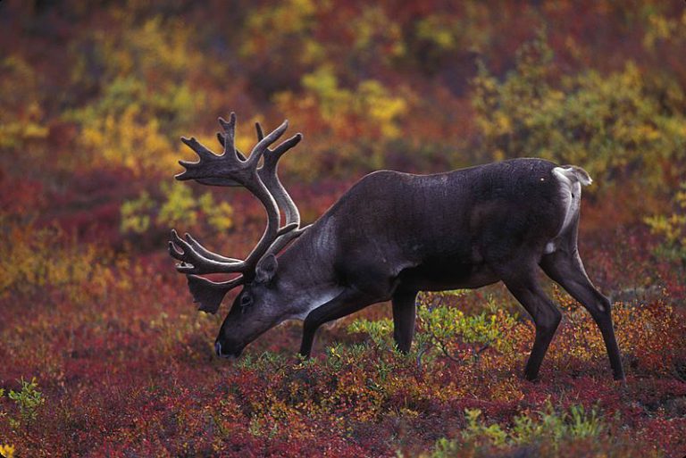 Caribou Endangered Species Canadian Geographic