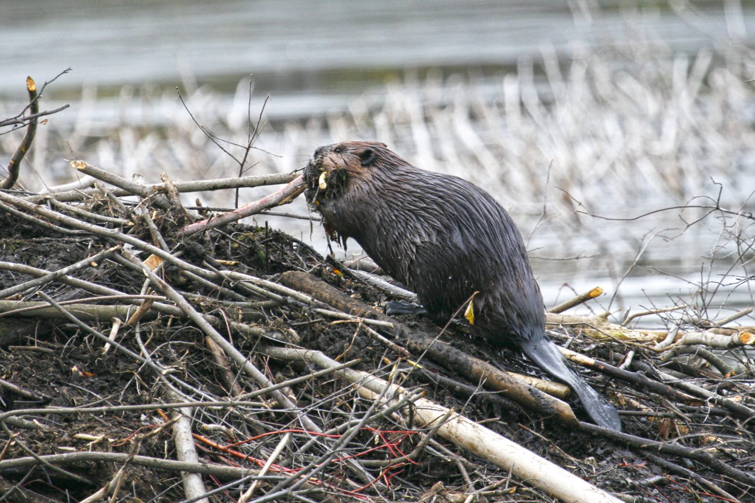 Five fascinating facts about beavers Canadian Geographic