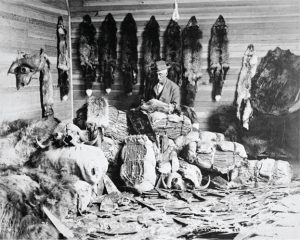 The focus of North America’s first natural resource stampede, beaver pelts attracted legions of traders