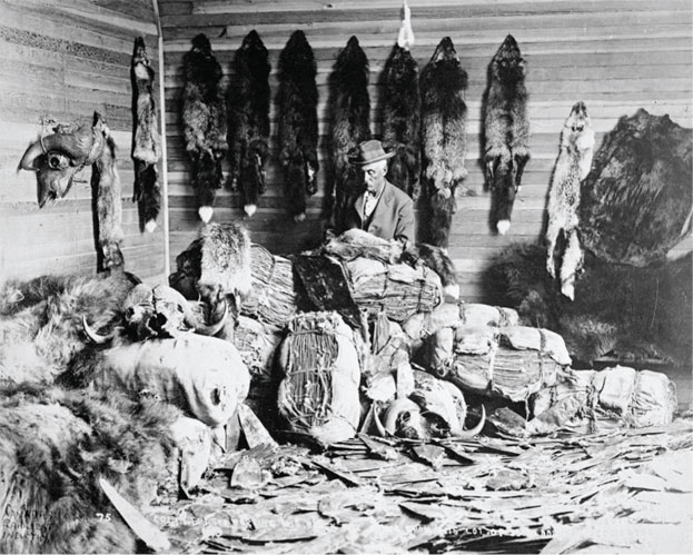 The focus of North America’s first natural resource stampede, beaver pelts attracted legions of traders