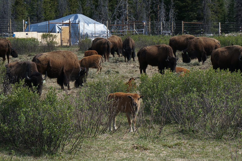 Plains bison with their calves in banff national park