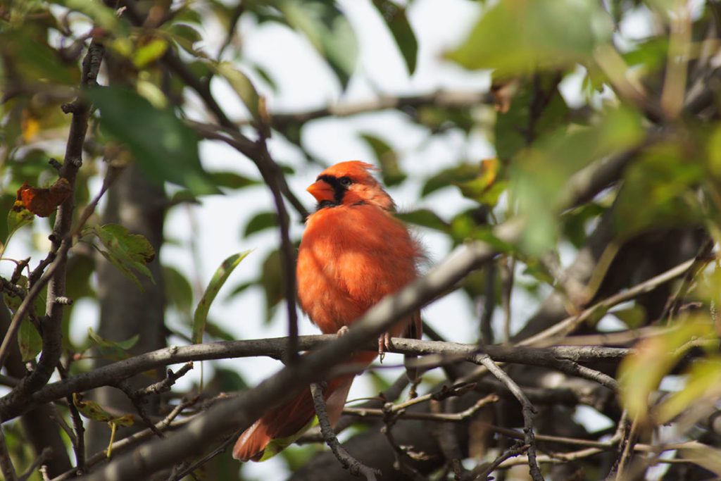 A northern cardinal in a tree