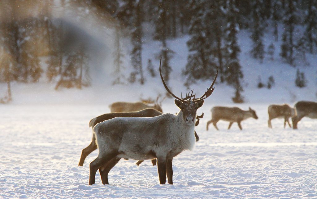 Caribou stands in the snow