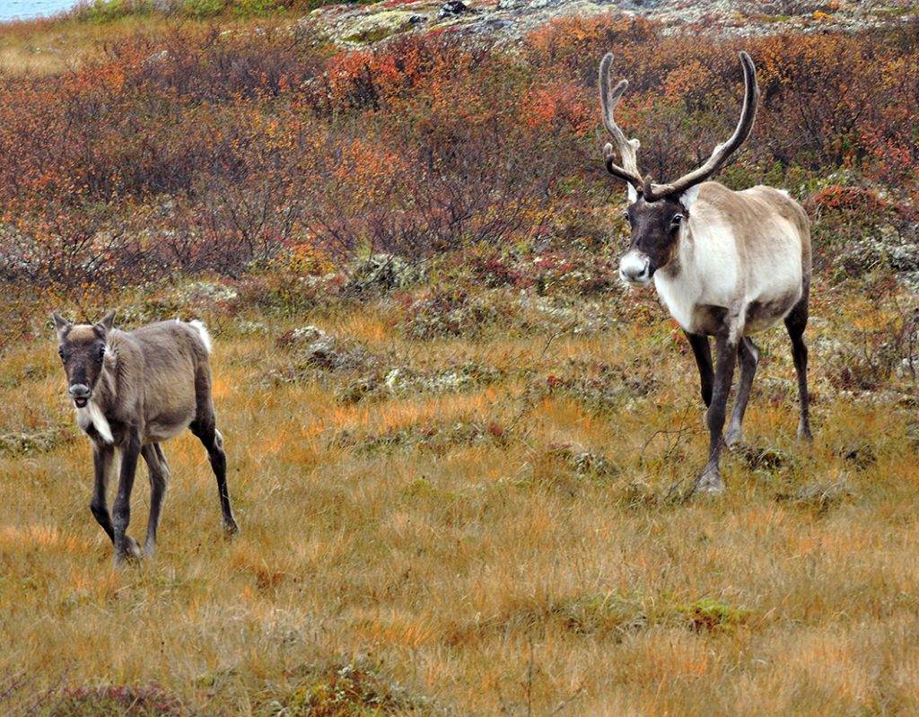 Endangered caribou