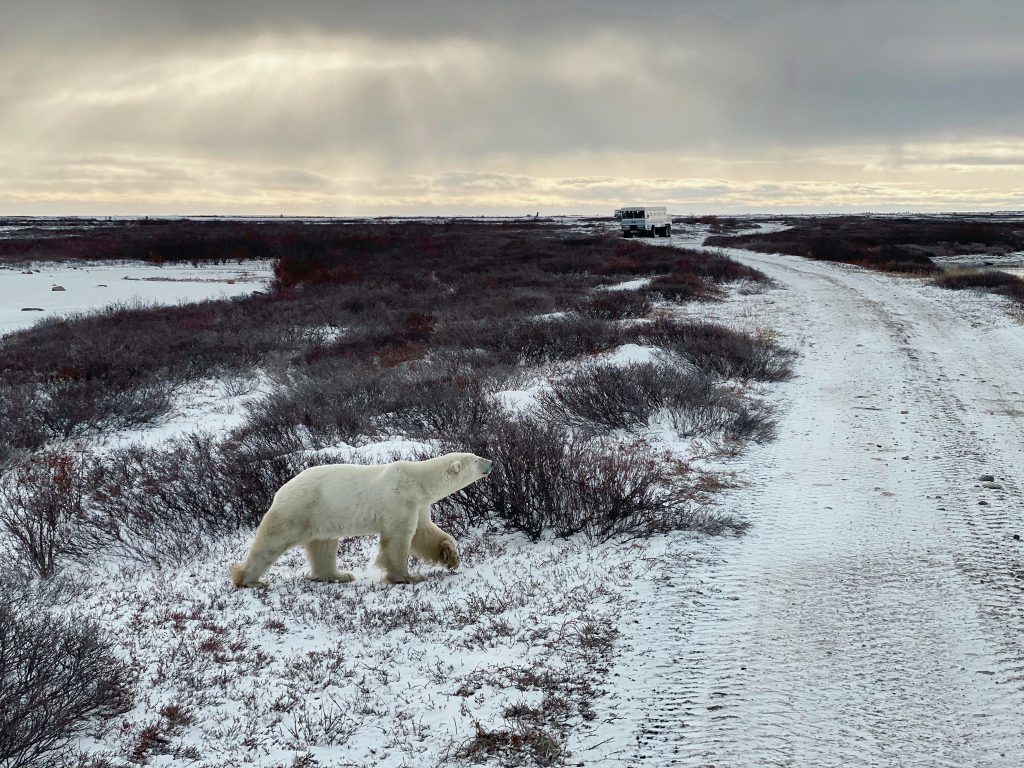 A polar bear walks on the Arctic tundra