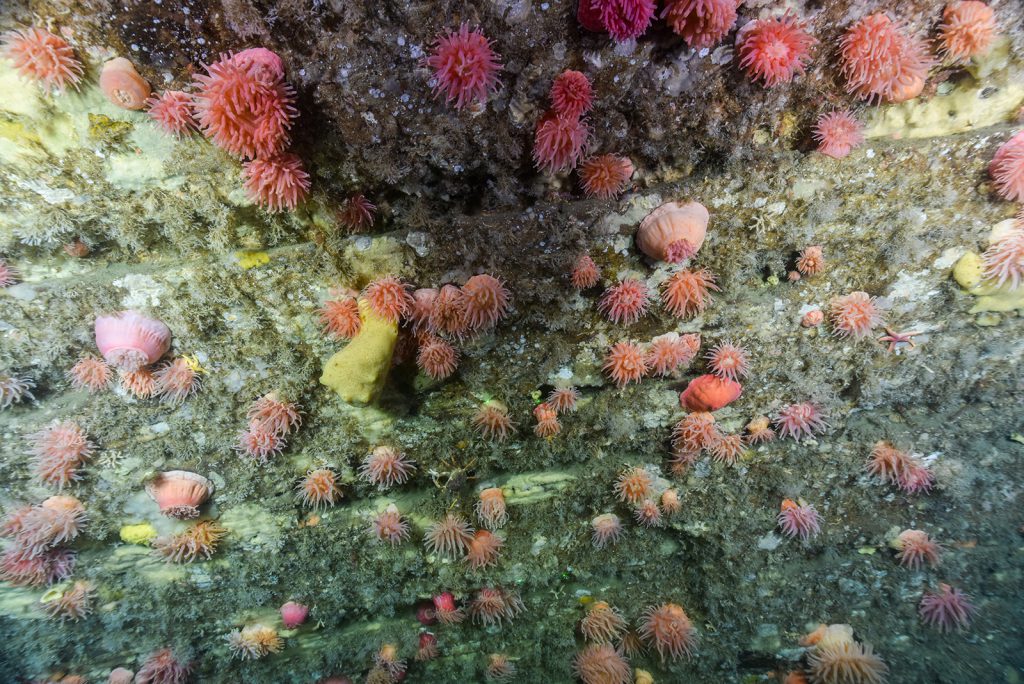 A wall of colourful sponges and anemones in the American Bank Marine Protected Area