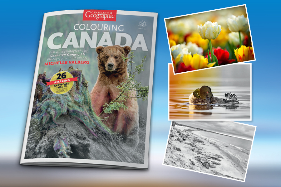 colouring book, photography, wildlife