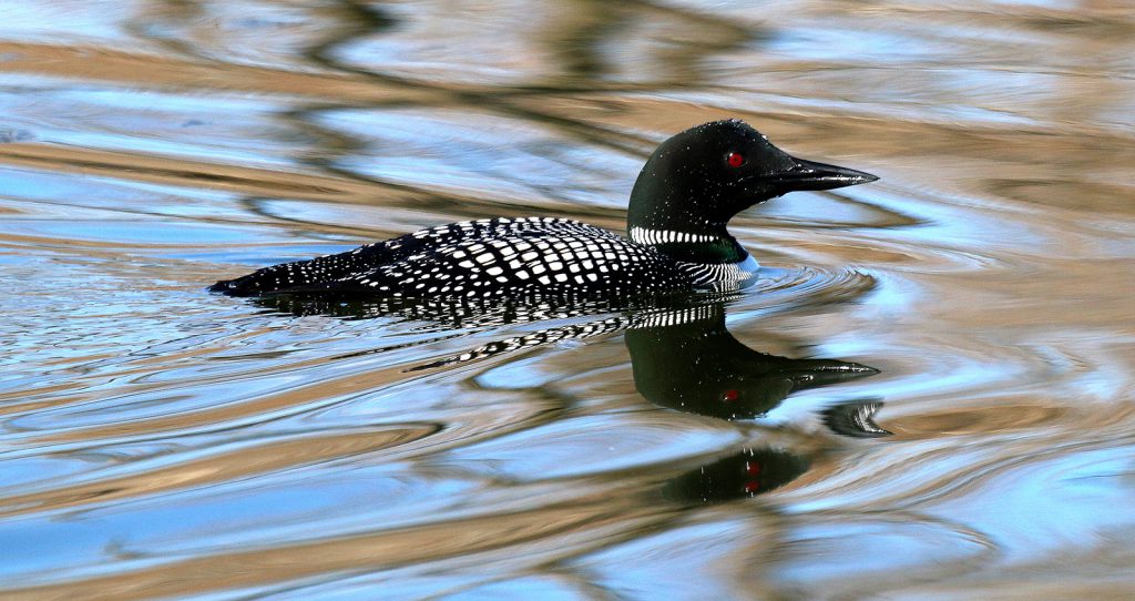 A common loon glides through a lake
