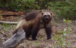 A wolverine
