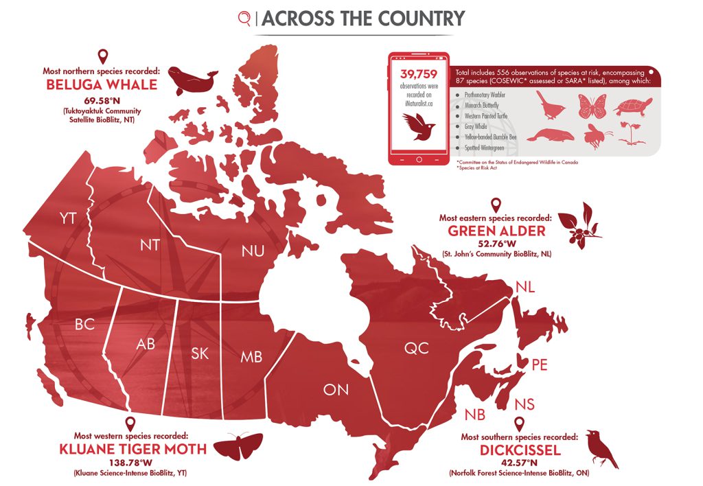 infographic of findings from BioBlitz Canada 150