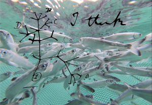 Juvenile salmon swimming with Darwin’s first known sketch of an evolutionary tree layered on top