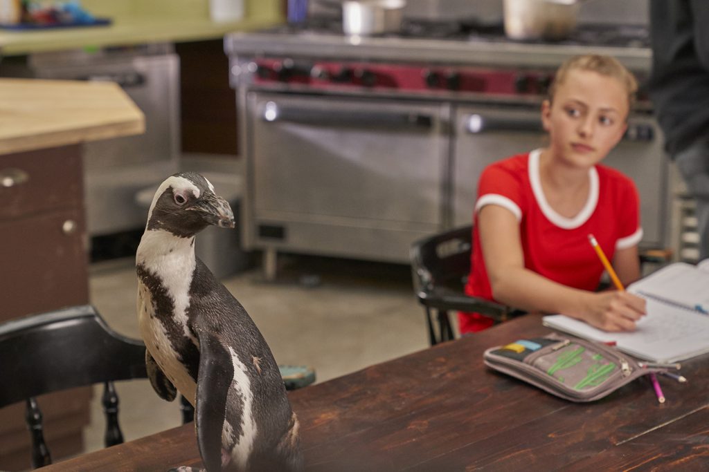 Dayo, an African penguin, sits on a tabletop where actress Taylor Thorne, in character as Taylor West, is completing homework
