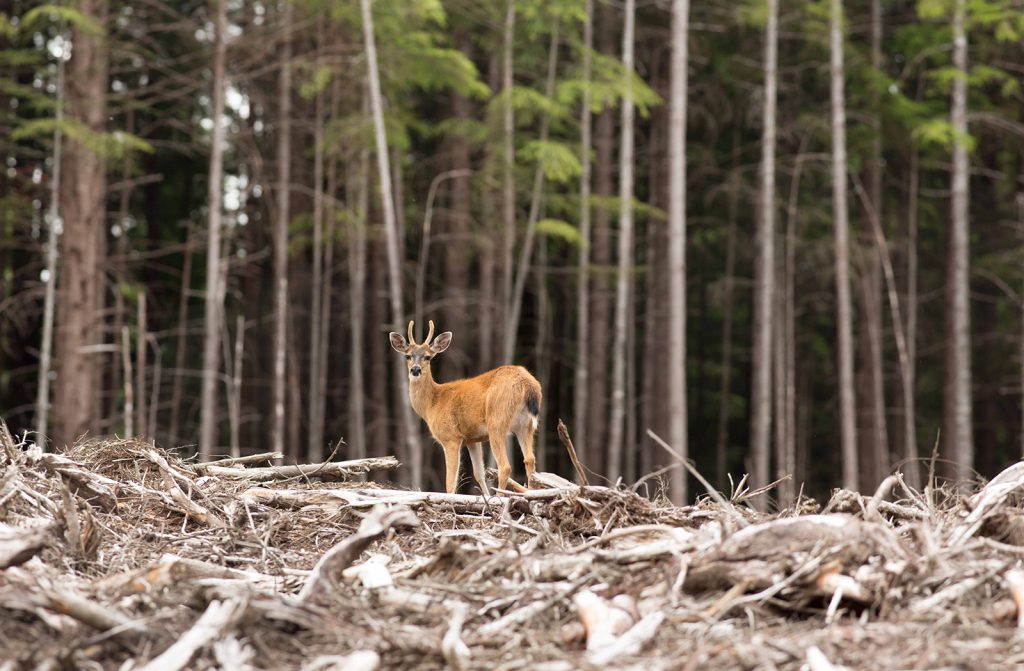 A deer explores a clearcut