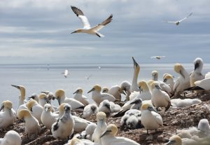 Northern gannets in Gaspé