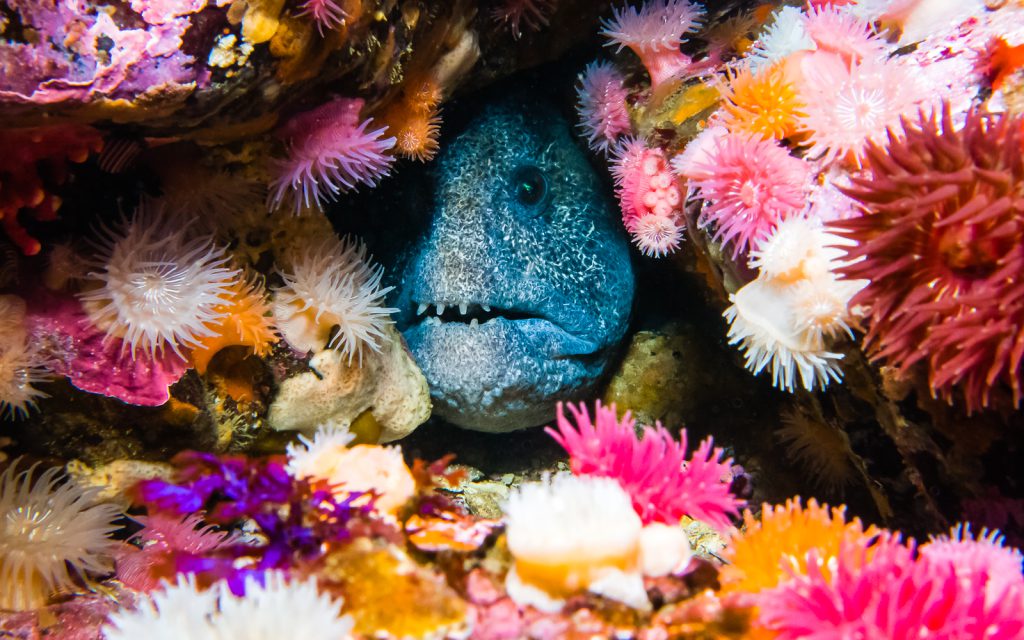 Wolf eel (anarrhichthys ocellatus) surrounded by brooding anemones, Race Rocks Ecological Reserve, Vancouver Island, B.C.