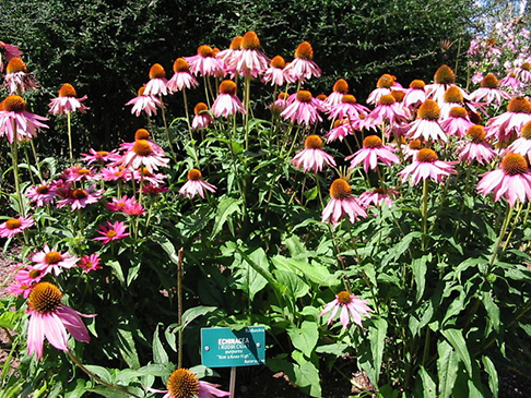 Echinacea in France