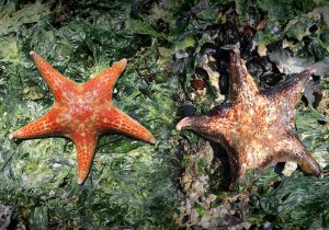 leather sea stars