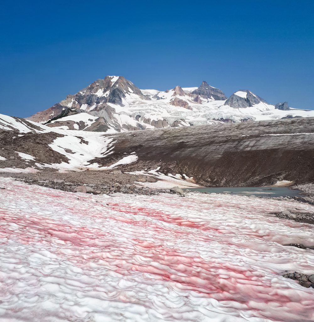 Watermelon snow on Mount Garibaldi