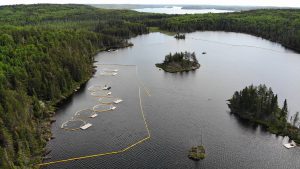 Limnocorrals intalled in ELA Lake 260 for the BOREAL study.