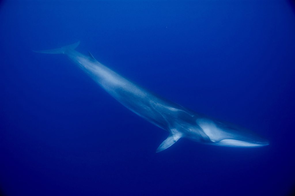 A fin whale