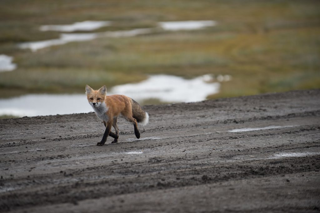 A fox walking on the newly constructed Mackenzie Valley Highway